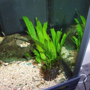ruined_plant_2.jpg