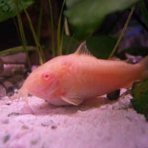 albinocory2.jpg