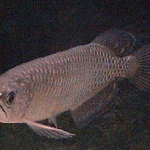 arowana_1.jpg