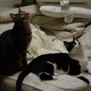 cats.JPG