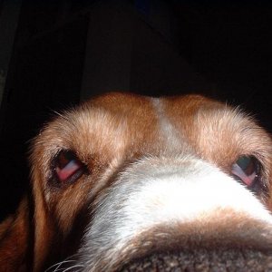 baxter.jpg