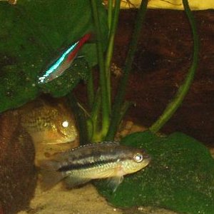 Cichlid_1_with_neon_8th_Sept.jpg