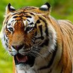 TigerAvatar1.jpg