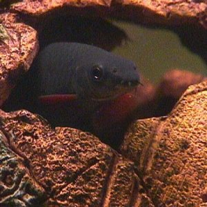 redtailpeek.jpeg