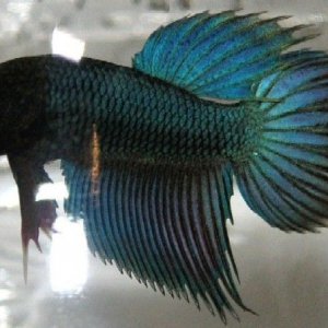 Betta_Blue_Green.jpg