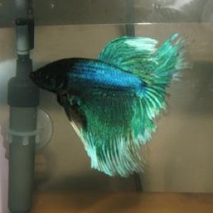 bettas_215.jpg