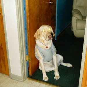 Buddy_001.jpg