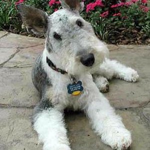 wirefoxterrier.jpg