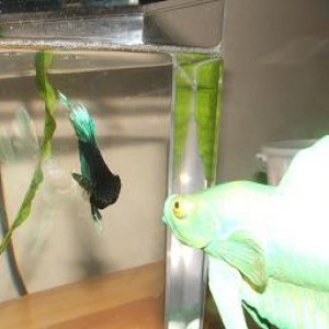 bettas_245.jpg