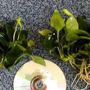 anubias.JPG