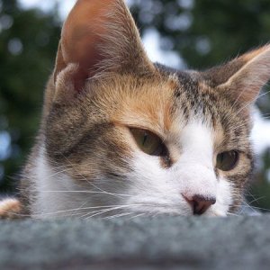 kitteh.jpg