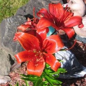 bobs_red_flower.jpg