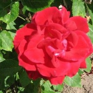 bobs_red_rose.jpg