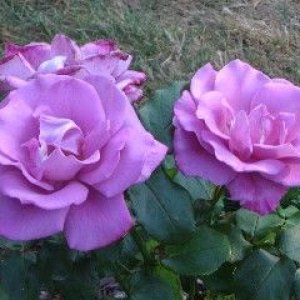 Web_lilac_rose_Ick.jpg
