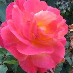 Web_red_rose_Ick.jpg