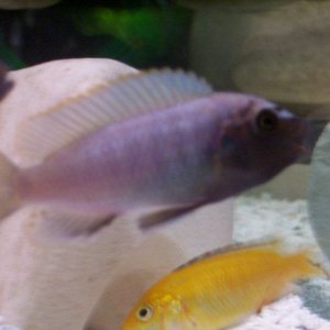 150l_malawi_066.jpg