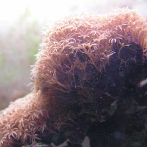 011005polyps.jpg