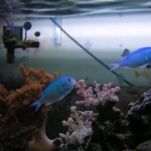 0110052chromis.jpg