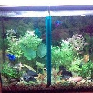 15gallon_pre_Aquarium_plants_order_on_Aug_10.jpg