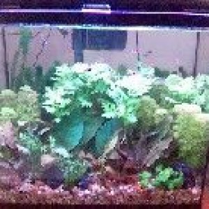 15gallon_Sept_01_2005.jpg