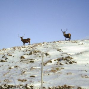 snow3.jpg