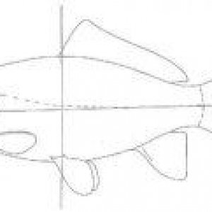 Common_Goldfish___London_Shubunkin.jpg