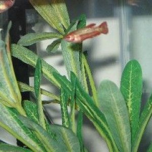 Web_red_in_plants.jpg