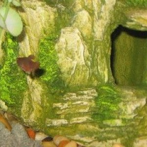 Web_big_cave_closeup.jpg