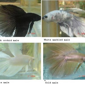 betta_2.JPG