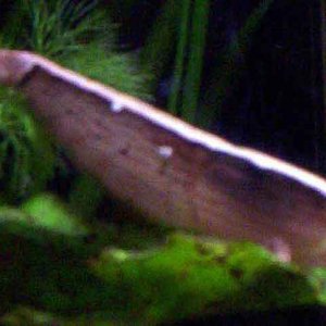 shrimp.jpg