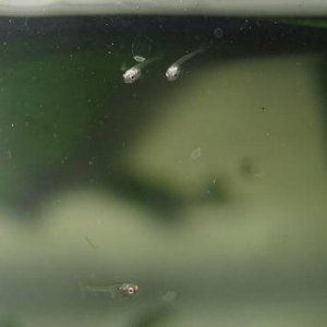 bettas_470.jpg