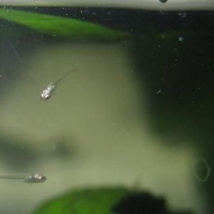 bettas_475.jpg
