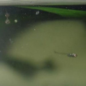 bettas_476.jpg