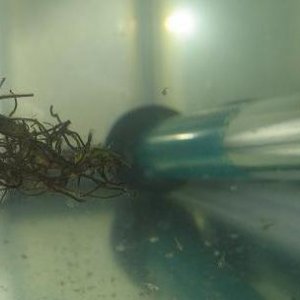 bettas_541.jpg