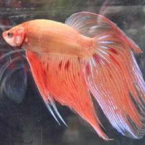 orange_spot_veil_tailmale.jpg