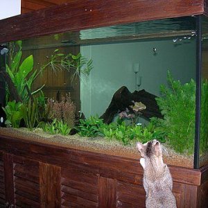 Sharyn_Tank_1.JPG