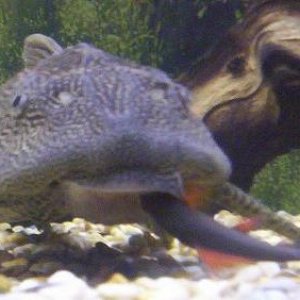 Plec.jpg