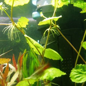 Plant.JPG