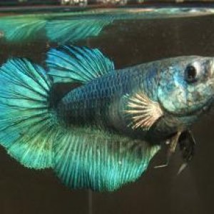 bettas_107.jpg