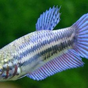Unknown_Betta.JPG