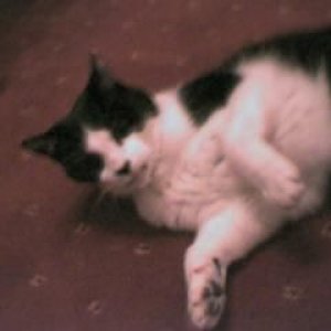 kity_cat.JPG