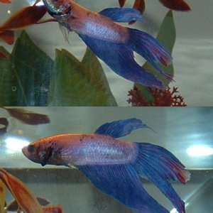 betta_in_tank_1.jpg