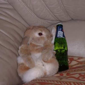 legless_rabbit1.JPG
