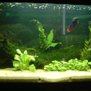betta_mod.JPG