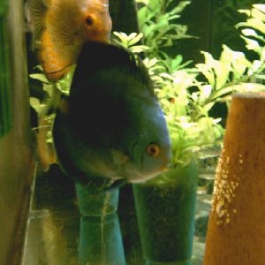 discus_with_eggs.JPG
