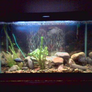 29_Gallon.jpg