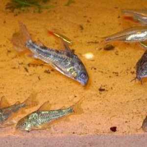 CorysA.jpg