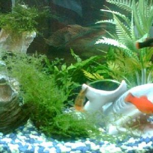 FISHY3.JPG