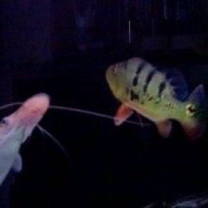 P_bass_1.jpg