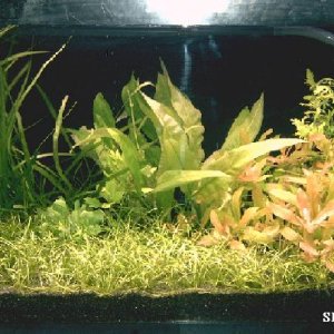 planted_tank_5th_dec_05.JPG